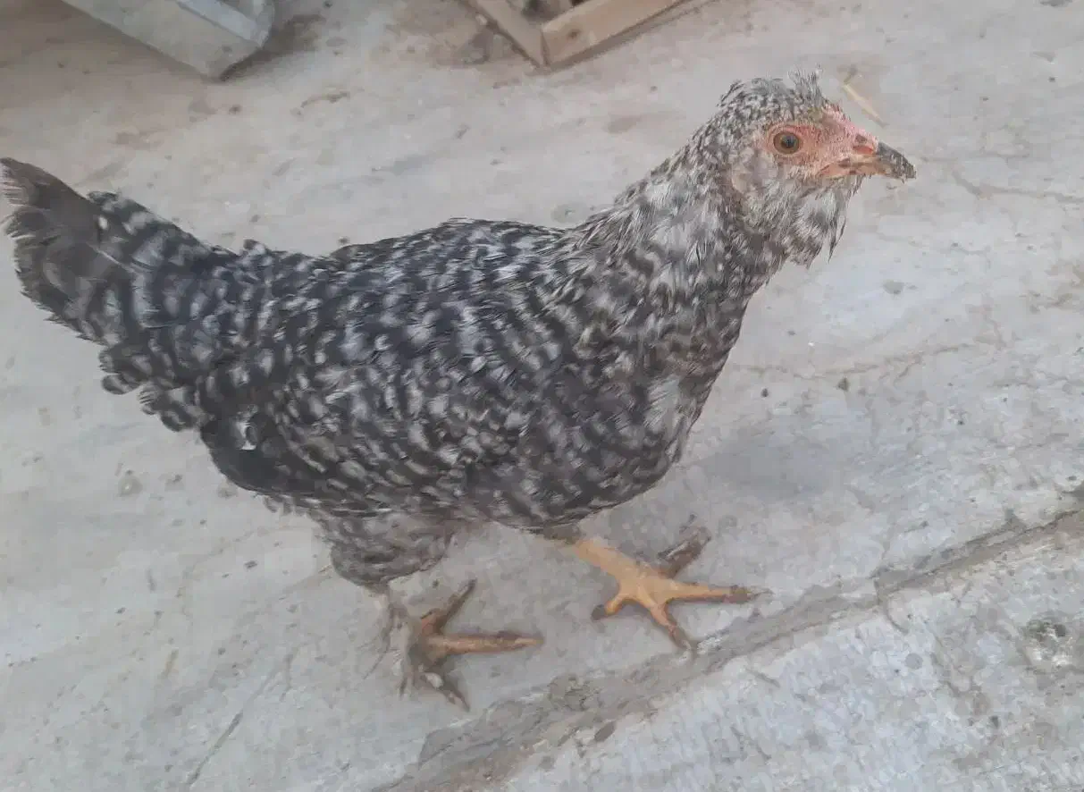 مرغ بومی،نیمچه خروس و مرغ بومی،گلین|حیوانات مزرعه|خمینی‌شهر, |دیوار