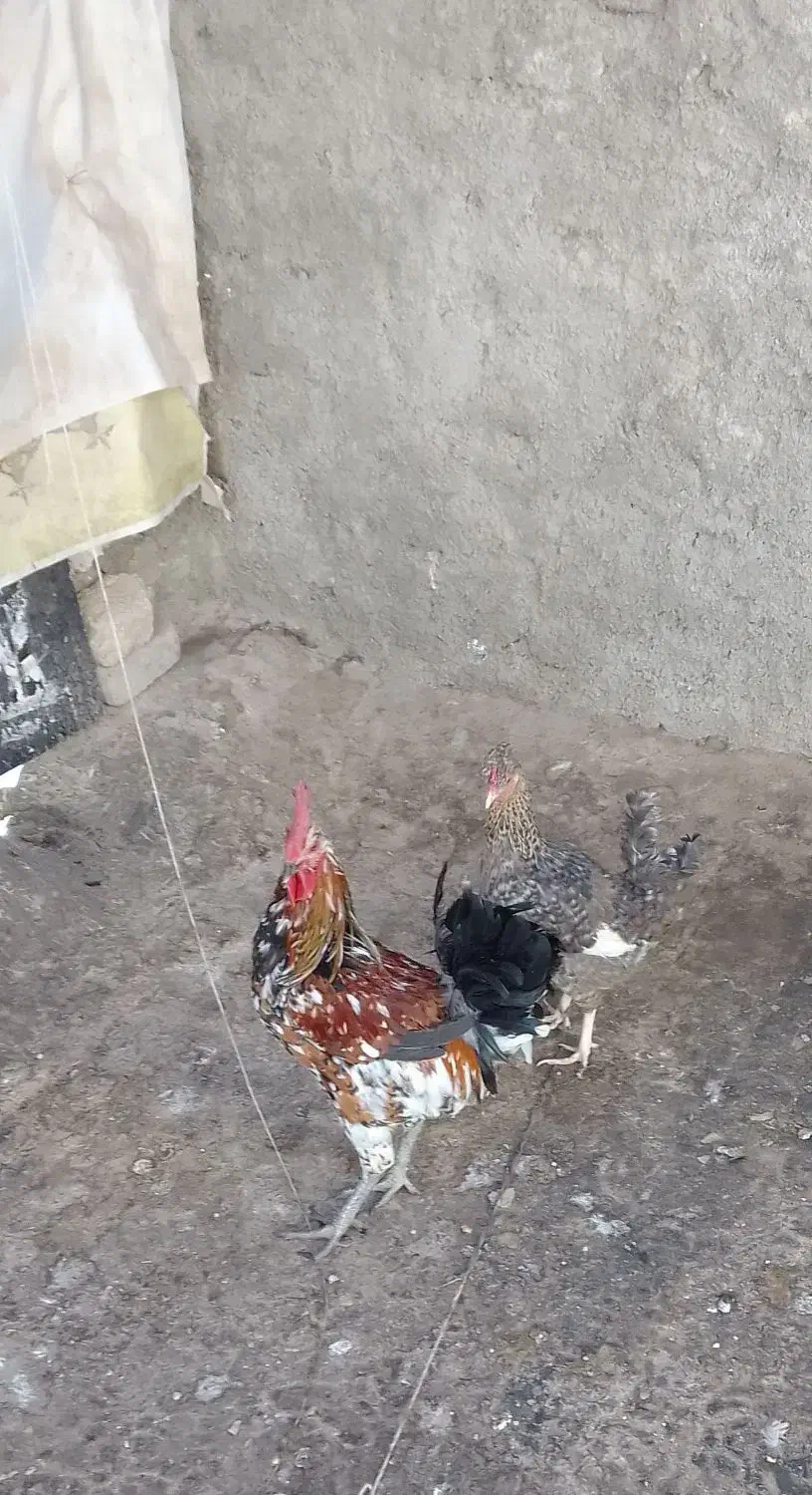 خروس ومرغ گلین تخم گذار|حیوانات مزرعه|کرج, گلدشت|دیوار