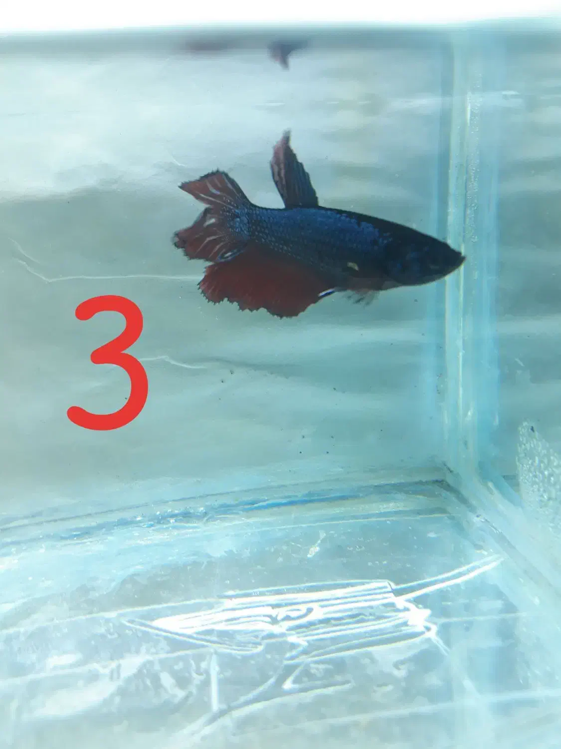 ماهی فایتر نر|ماهی|رفسنجان, |دیوار