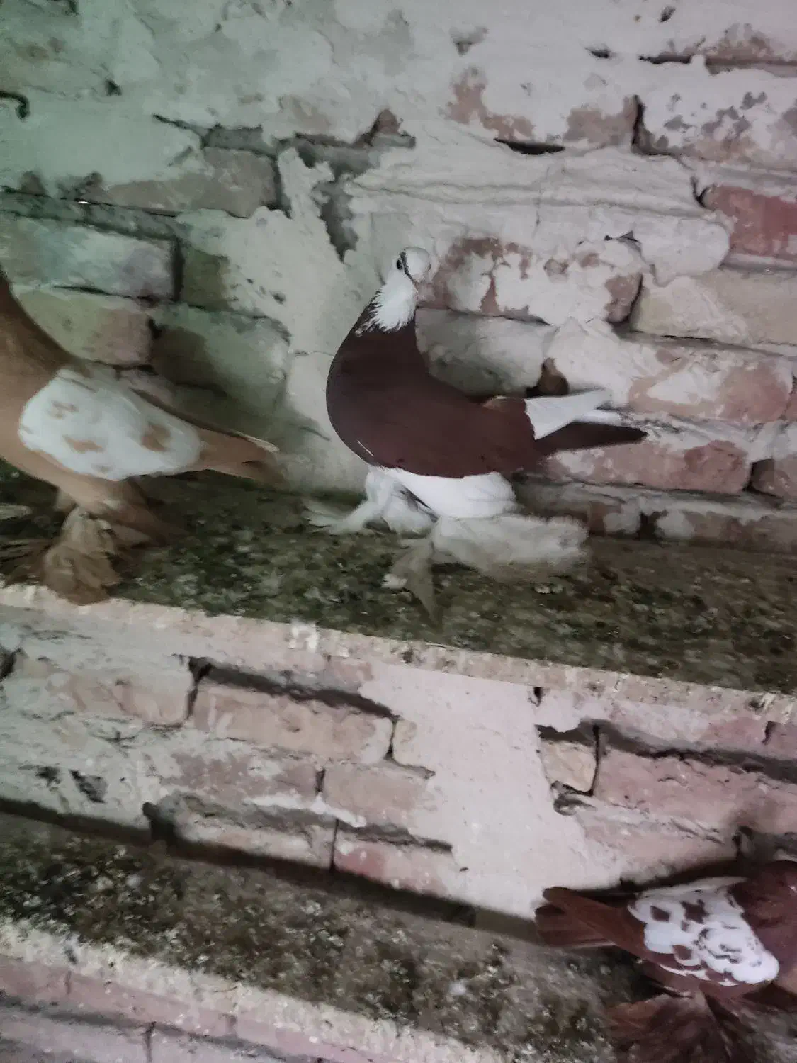 کبوتر الوان|پرنده|تبریز, |دیوار