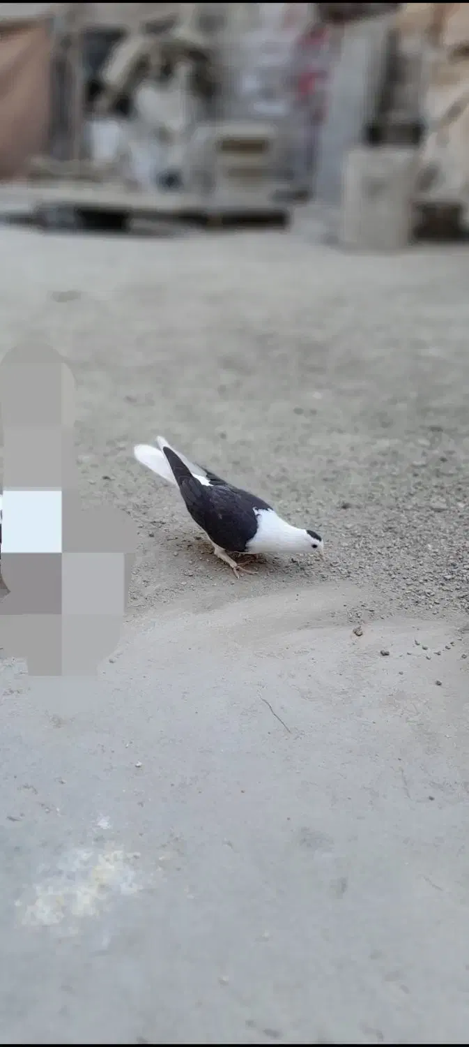 کفتر ماده|پرنده|چهارباغ, |دیوار