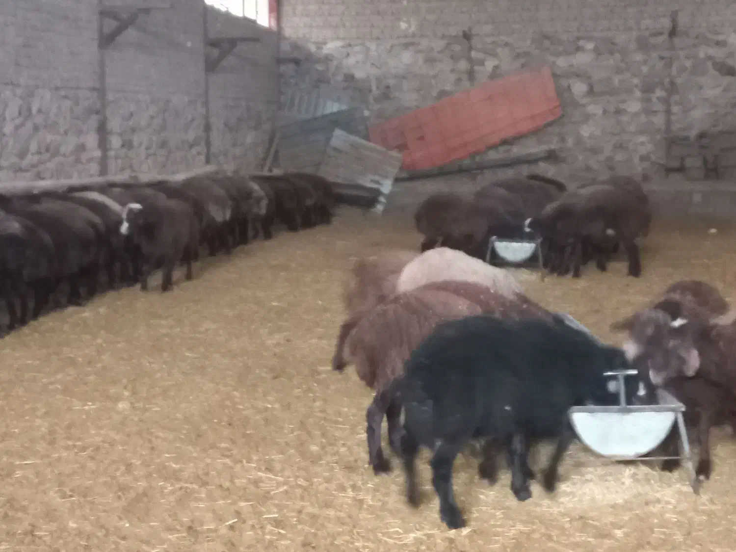 ۱۰۰ راس بره نر پروار وپای پروار فشندی|حیوانات مزرعه|هشتگرد, فشند|دیوار