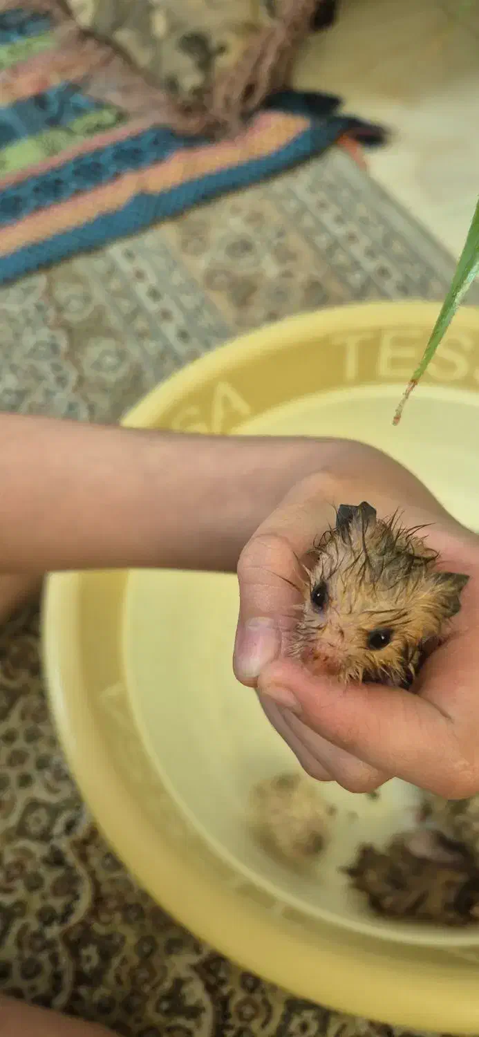 همستر|موش و خرگوش|شیراز, ریشمک|دیوار