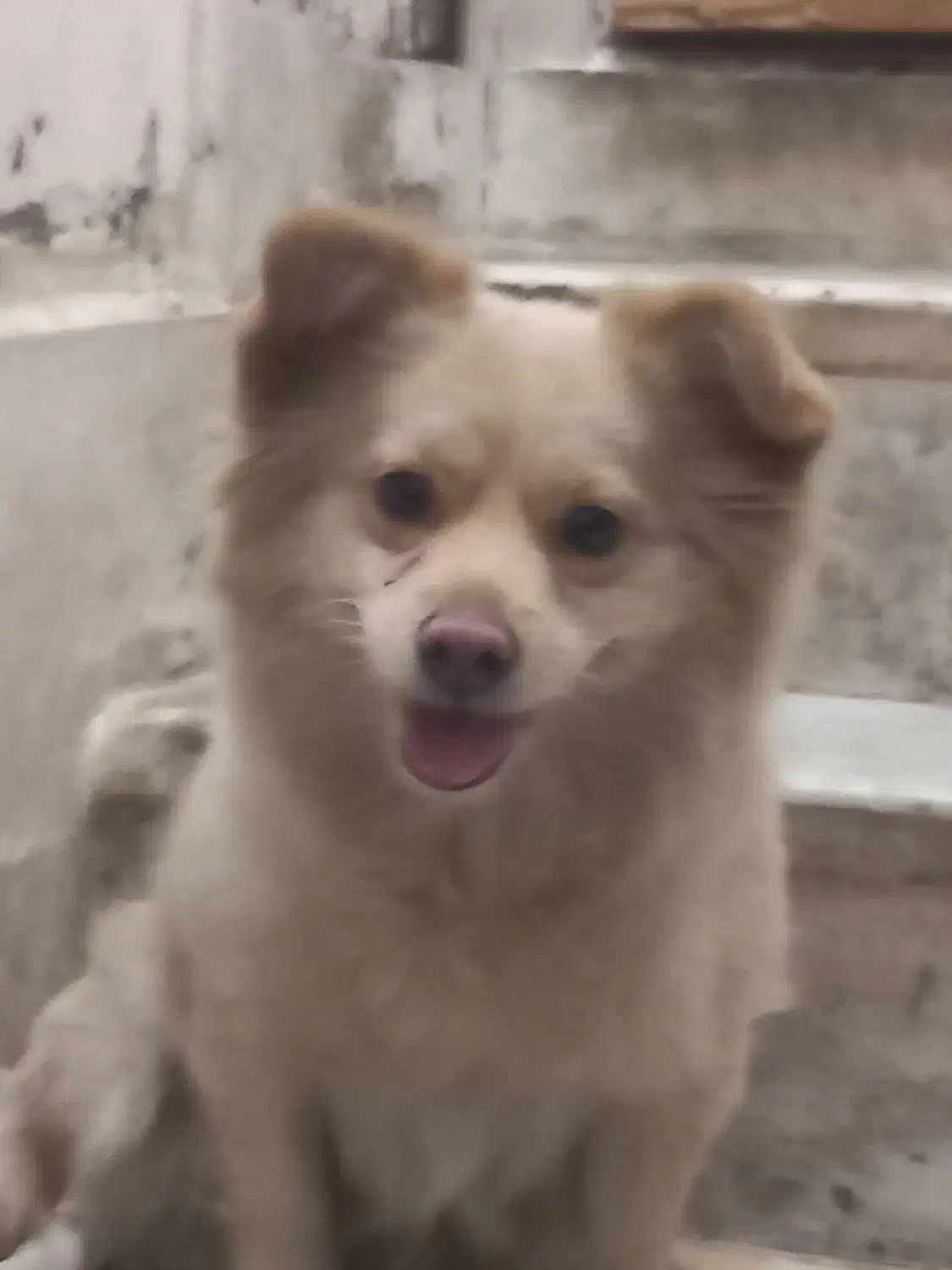 سگ پاکوتاه اشپیتز پامر|سگ|بم, |دیوار