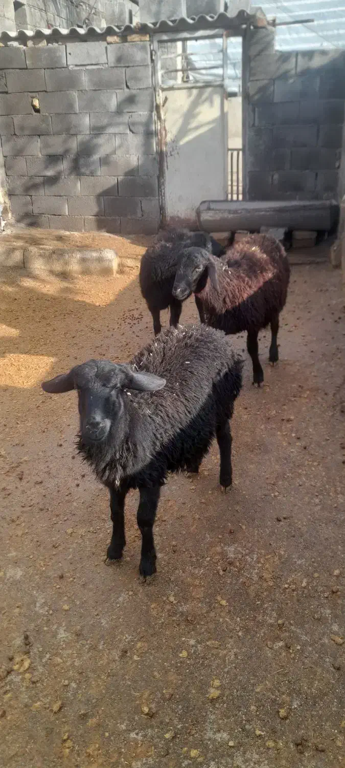 گوسفند|حیوانات مزرعه|صحنه, |دیوار