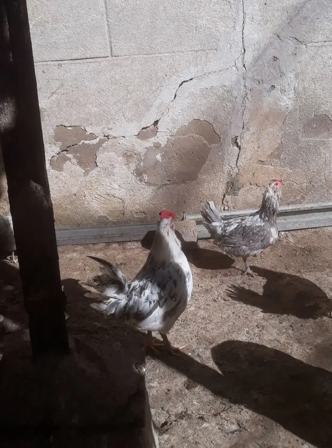 تخم مرغ گلین کیفیت فول|حیوانات مزرعه|شیراز, بازار|دیوار