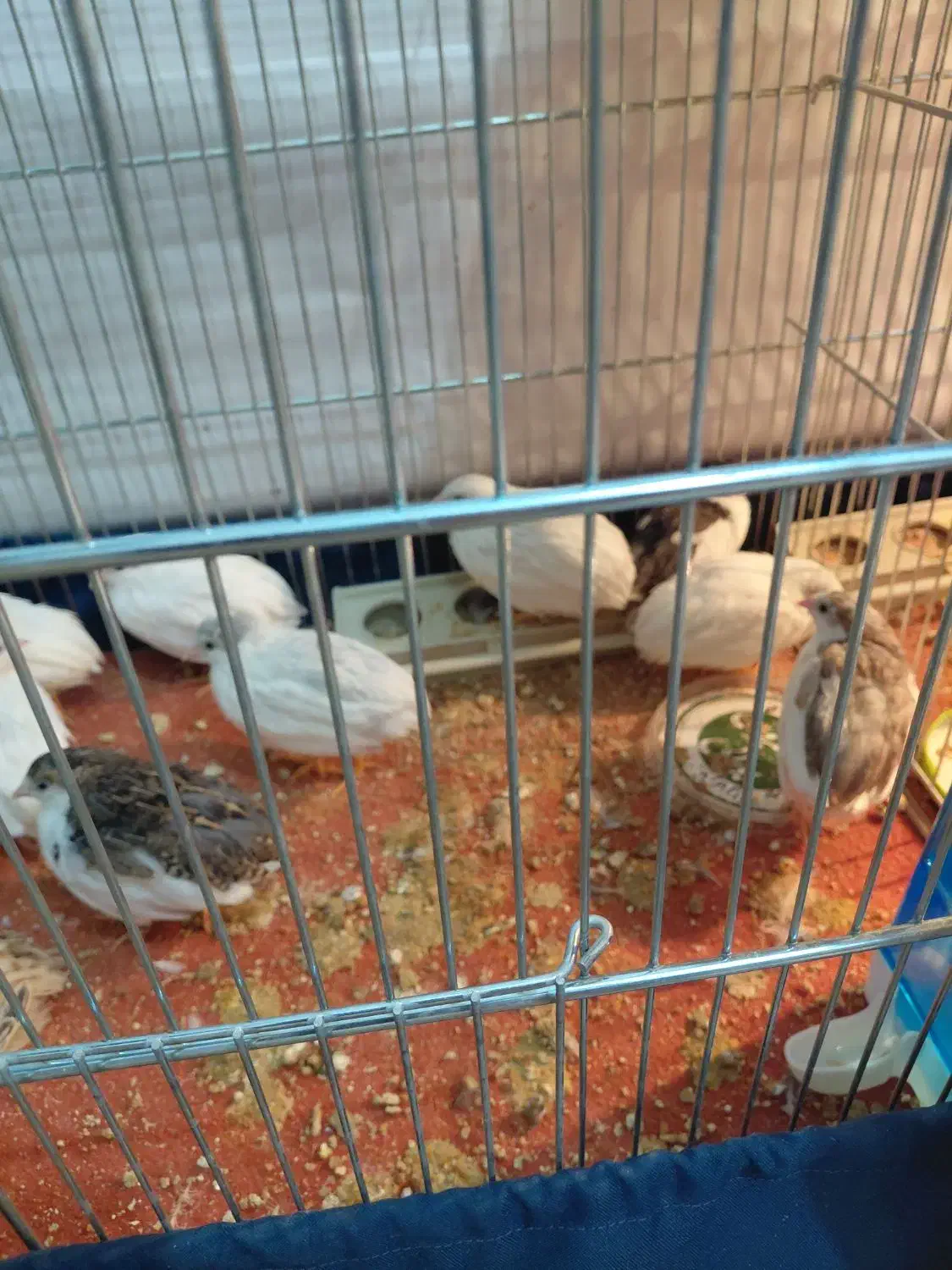 بلدرچین زینتی|پرنده|نجف‌آباد, قلعه سفید|دیوار