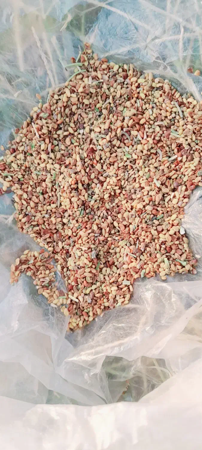 بذر یونجه|گل و گیاه طبیعی|میاندوآب, |دیوار