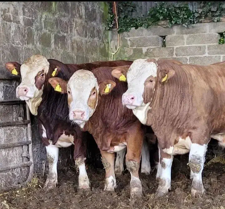 سیمینتال نر|حیوانات مزرعه|قم, مهدی آباد|دیوار