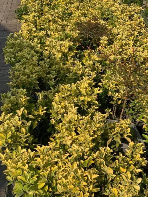 شمشاد طلایی ریشه پرس|گل و گیاه طبیعی|واجارگاه, |دیوار