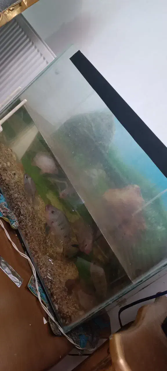 اکواریوم اکواریوم بزرگ اکواریوم ارزان|ماهی|مشهد, امیریه|دیوار