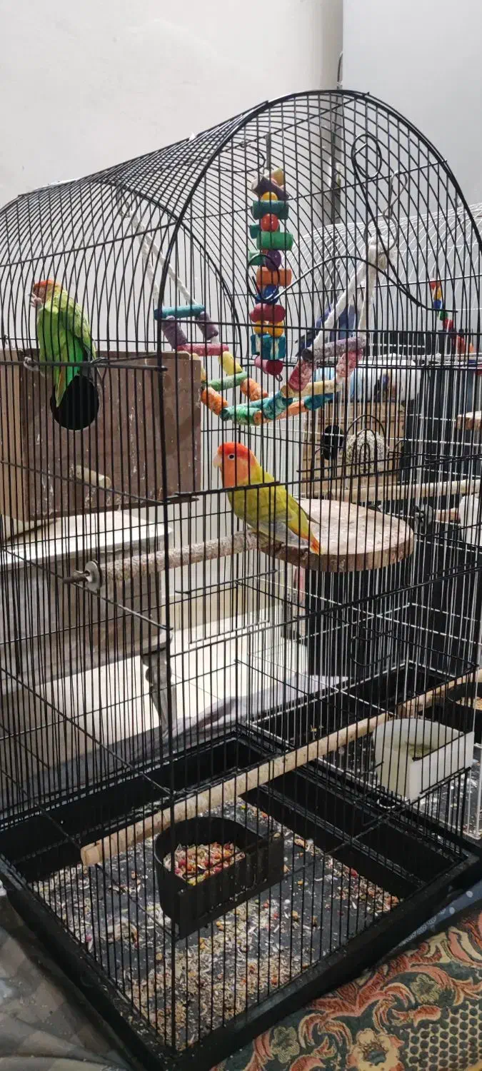 طوطی برزیلی|پرنده|ری, سیزده آبان|دیوار