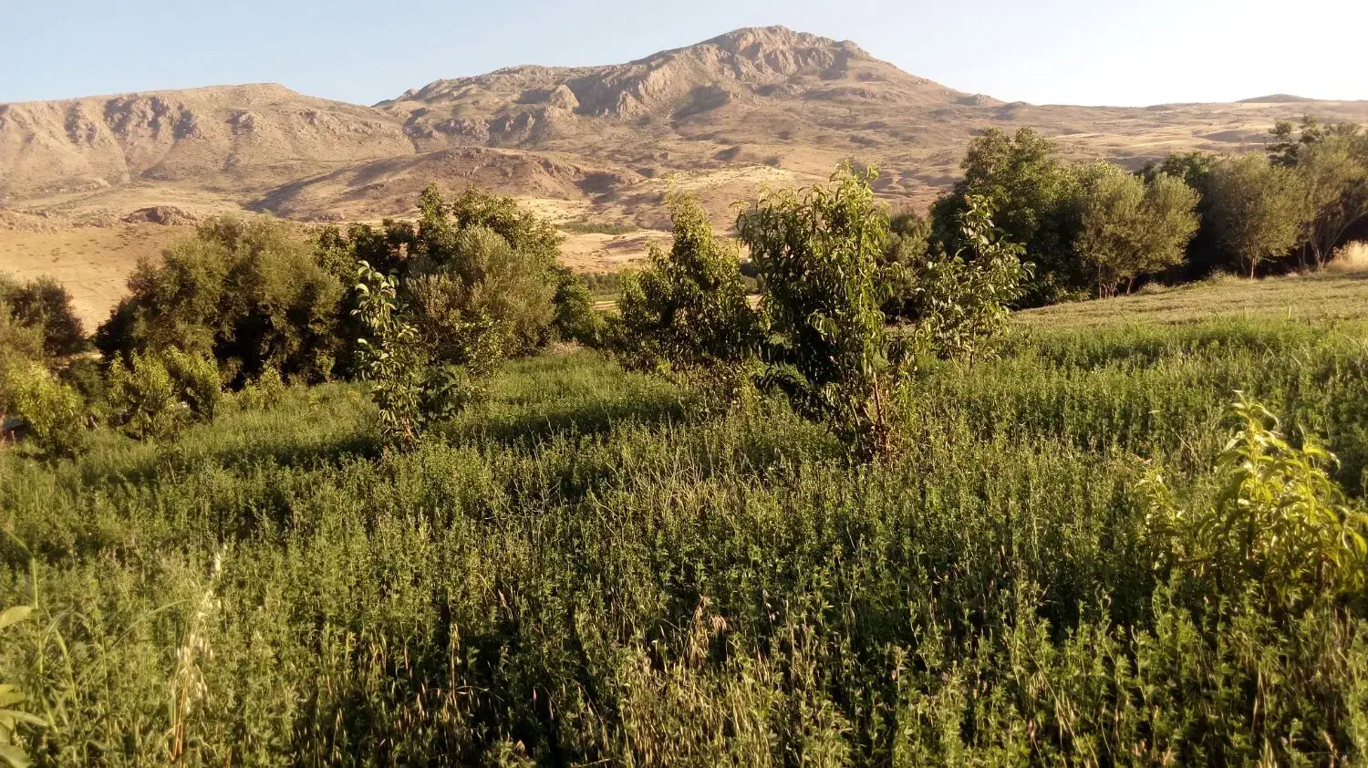 فروش باغ گردو|فروش خانه و ویلا|الشتر, |دیوار