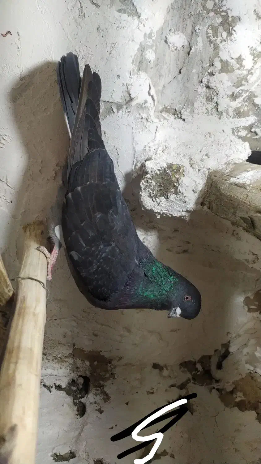 پرنده|پرنده|ملایر, |دیوار