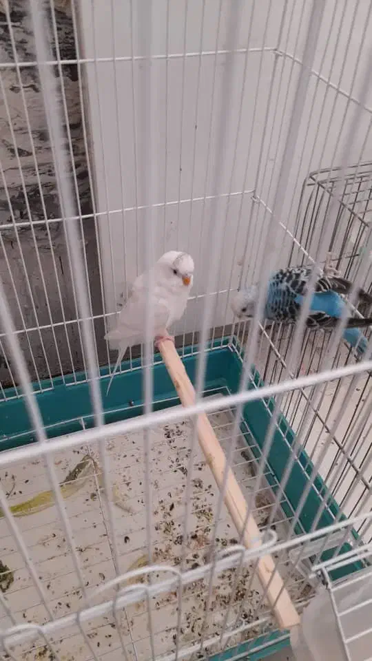 مرغ عشق جفت نرو ماده جوجه هم داره|پرنده|ری, علایین|دیوار