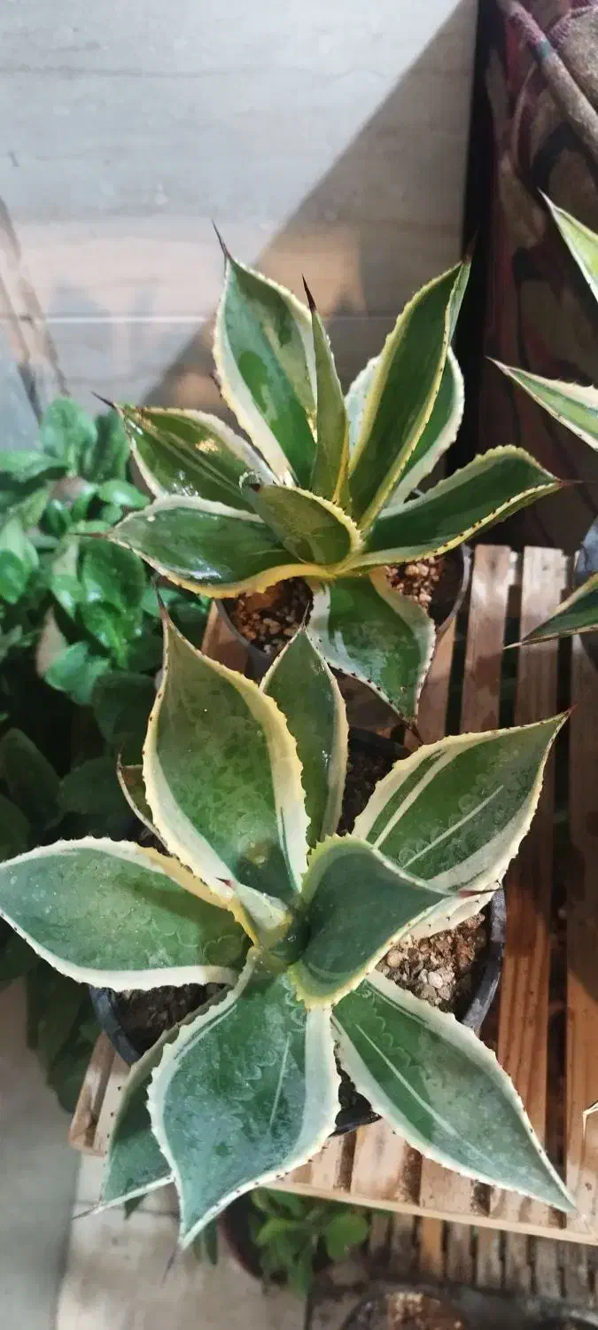 گل زیبا|گل و گیاه طبیعی|شاهرود, |دیوار