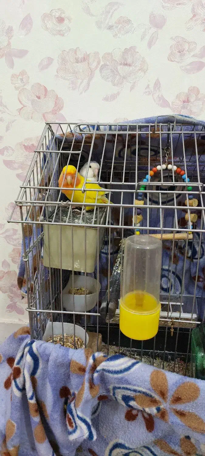 طوطی برزیلی جفت با لوازم|پرنده|امیدیه, |دیوار