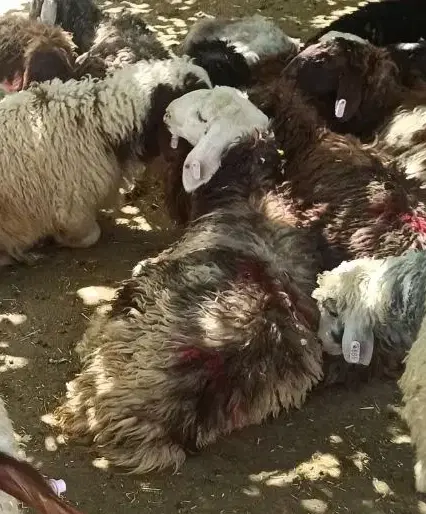 زرینه دام الپ زنده سویسی سنگسر|حیوانات مزرعه|تهران, شهر زیبا|دیوار