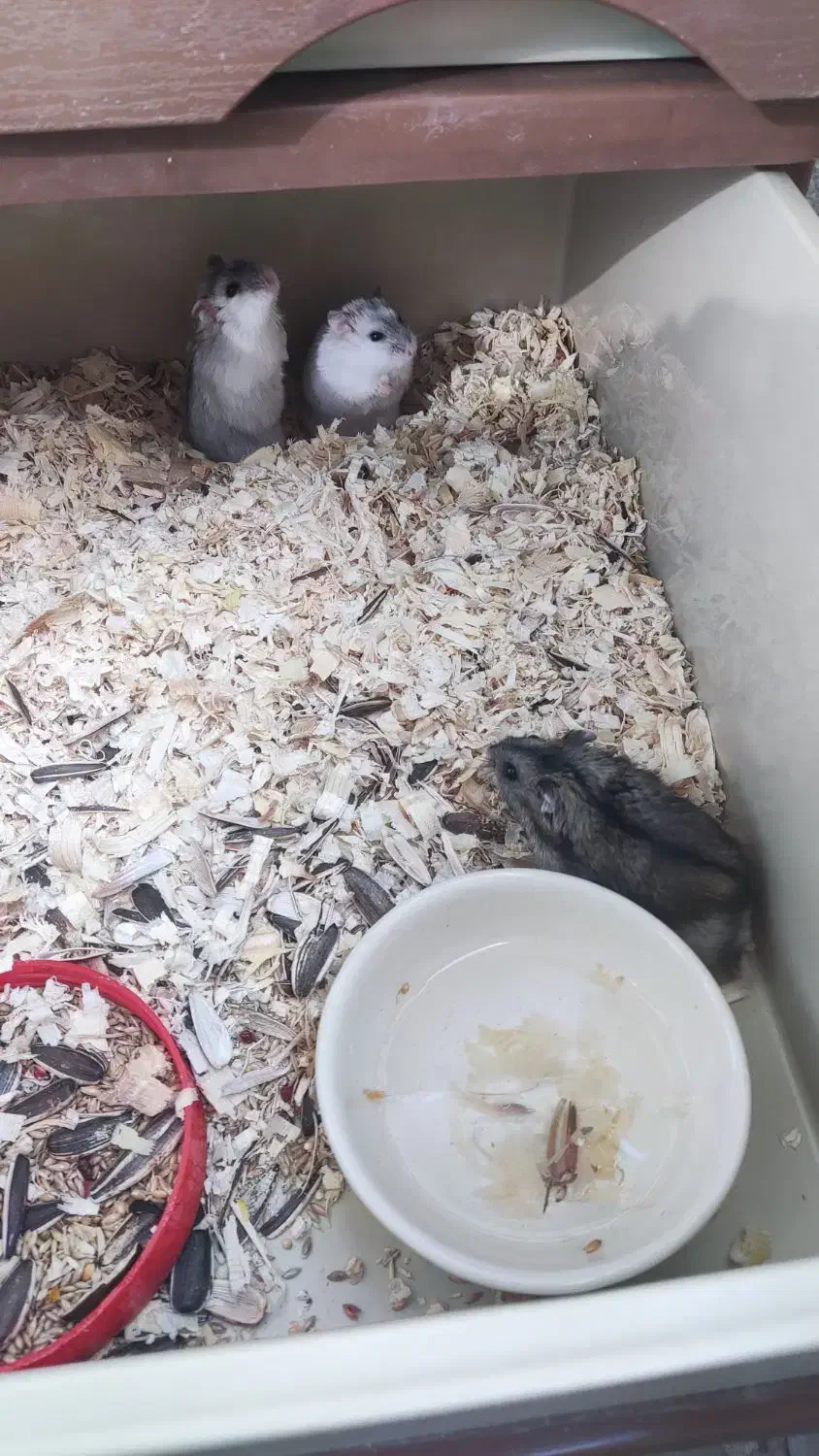 همستر|موش و خرگوش|تهران, شهرک چیتگر|دیوار