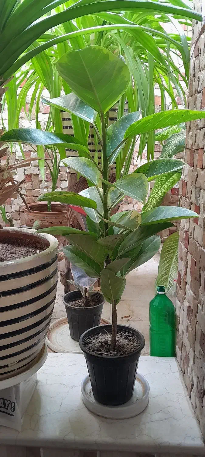 فروش گل سوسن و پاندانوس و فیکوس و دیفن باخیا|گل مصنوعی|یزد, |دیوار