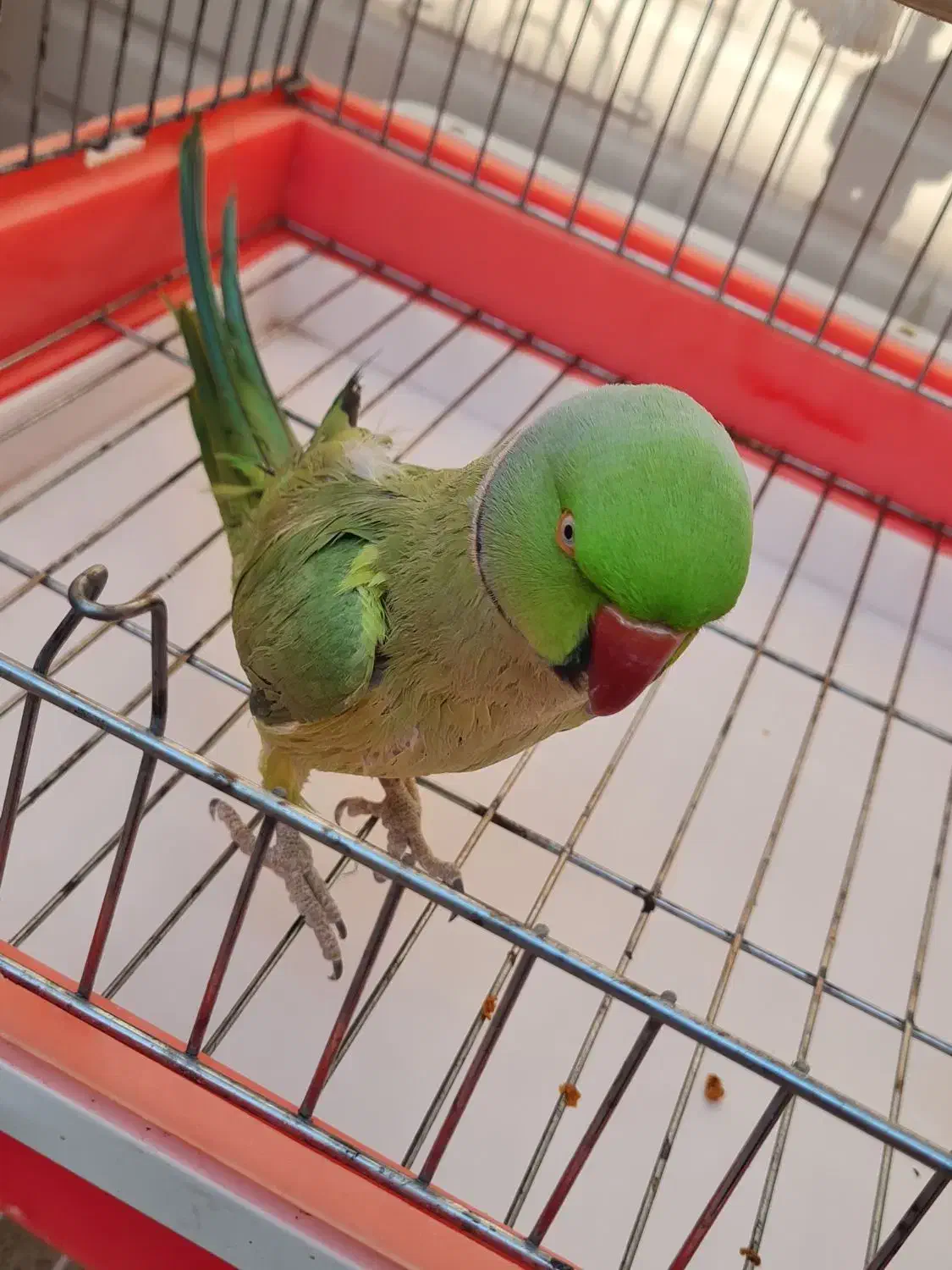 طوطی ملنگو نر|پرنده|شریف‌آباد, |دیوار