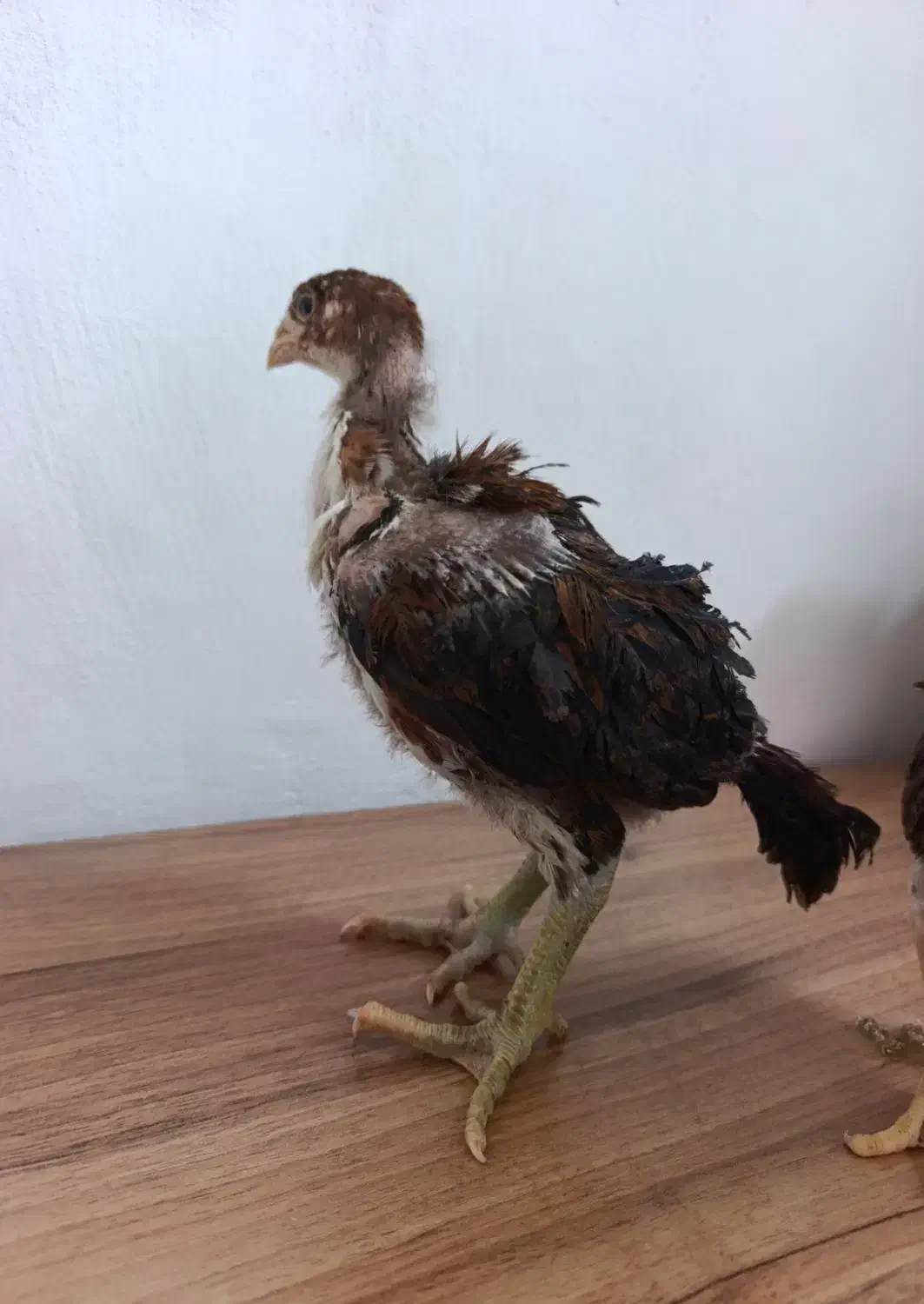 جوجه لاری|حیوانات مزرعه|بابکان, |دیوار