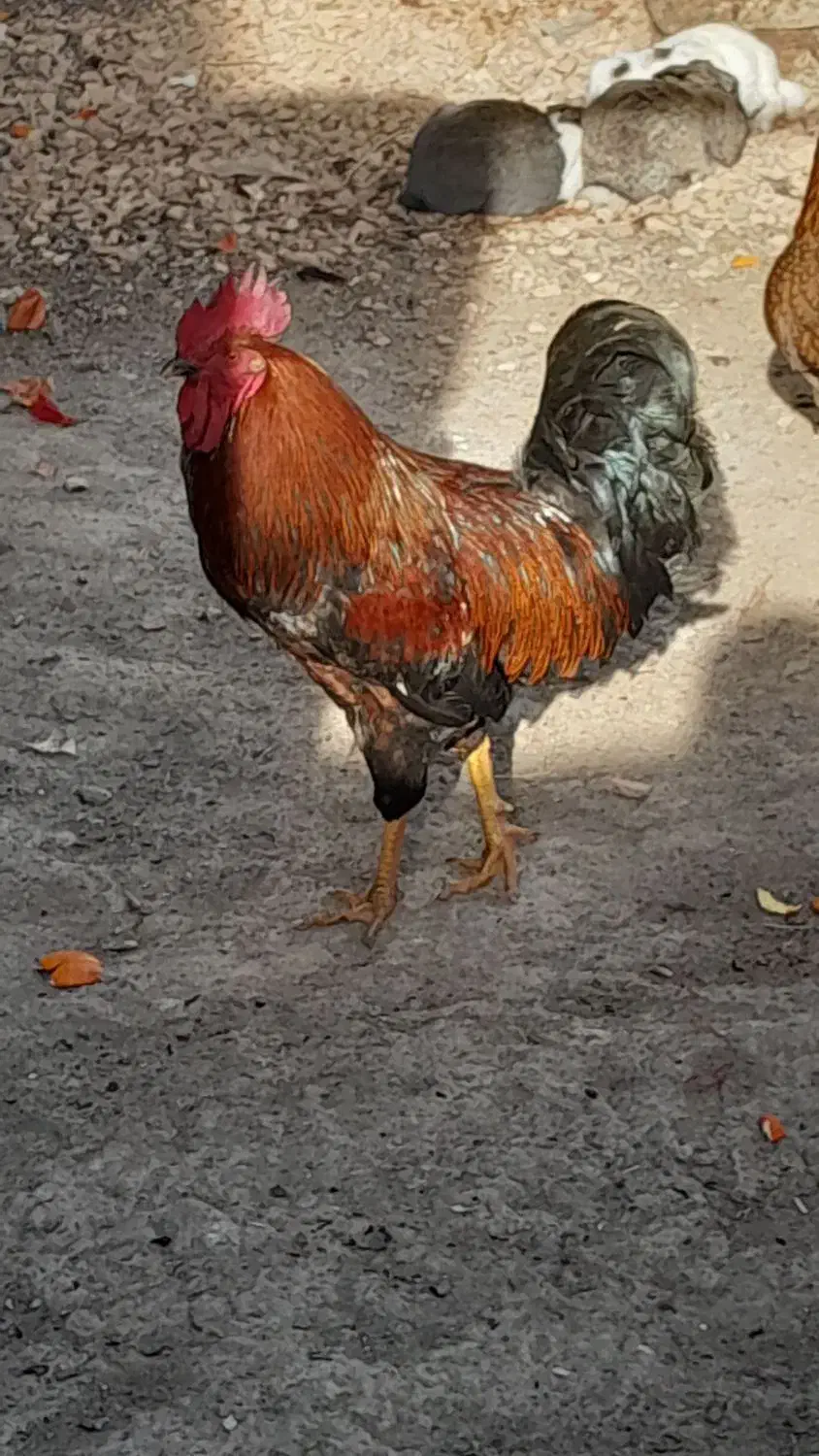 خروس|حیوانات مزرعه|مشهد, کارمندان دوم|دیوار