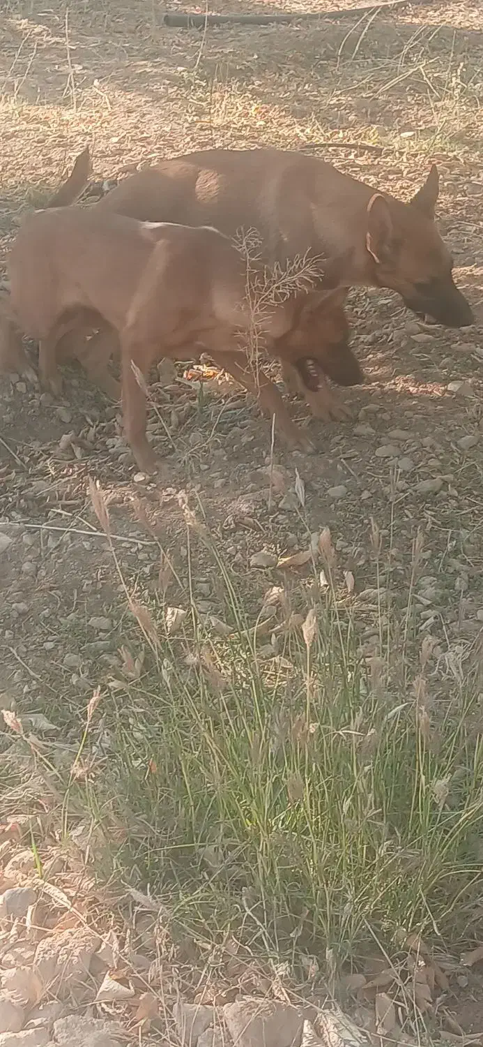 واگذاری سگ|سگ|شازند, |دیوار