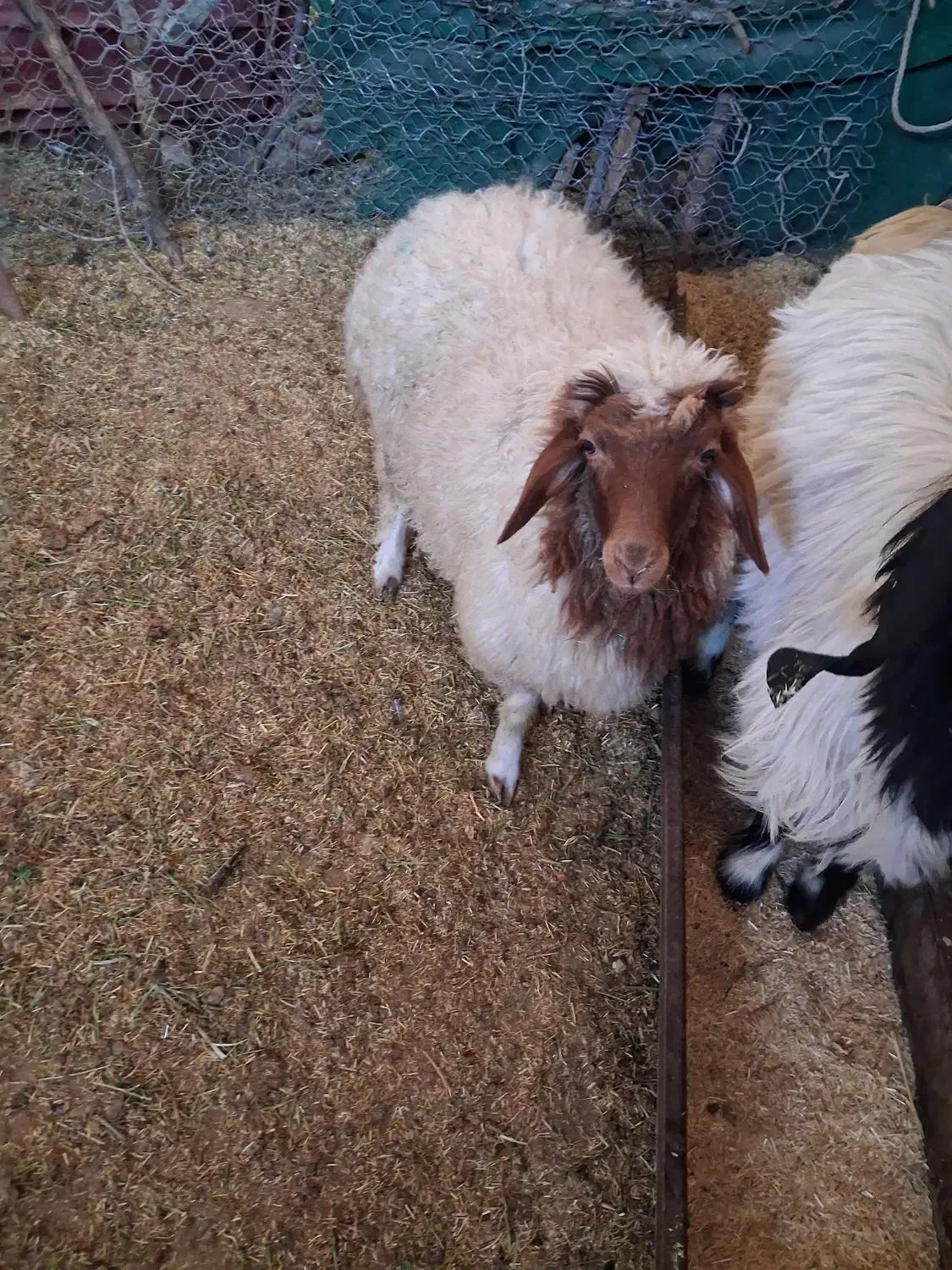 باسلام یک عددبره دیوره کوچک چاق بفروش میرسد|حیوانات مزرعه|بدره, |دیوار