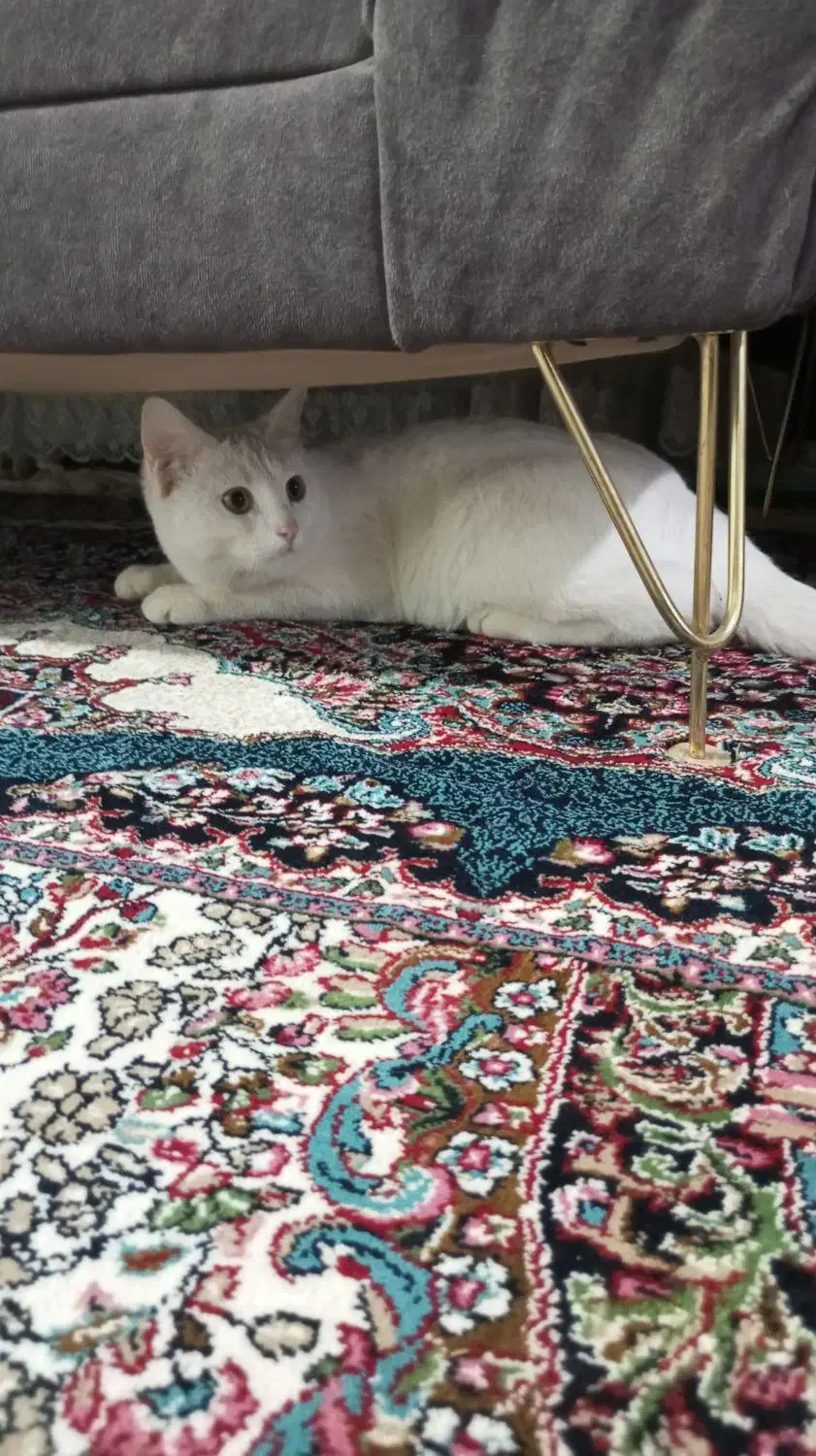 گربه پرشین|گربه|کرمان, |دیوار