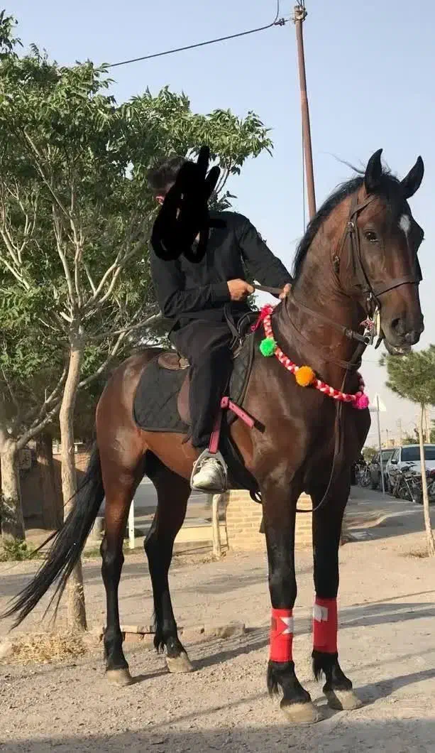 اسب کورد|اسب و تجهیزات اسب‌سواری|سبزوار, جوادیه شرقی|دیوار