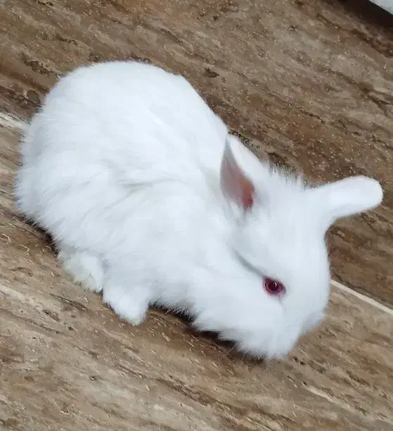 بچه خرگوش لپ فرانسوی|موش و خرگوش|یزد, |دیوار