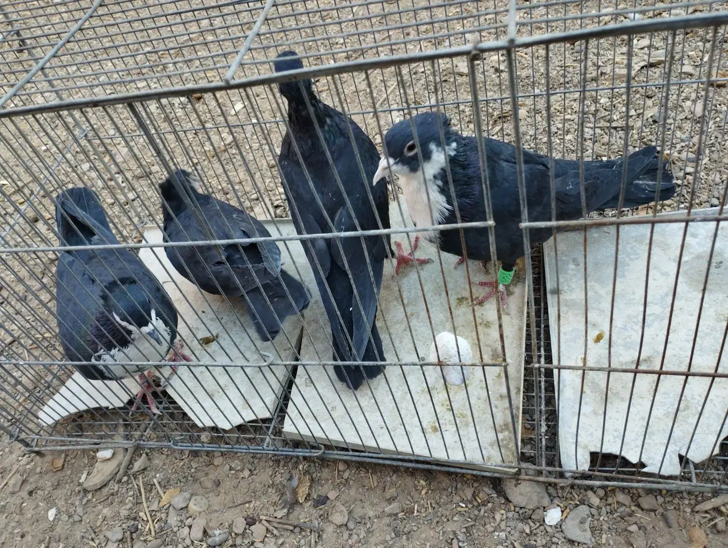 جفت کفتر|پرنده|زرند, |دیوار