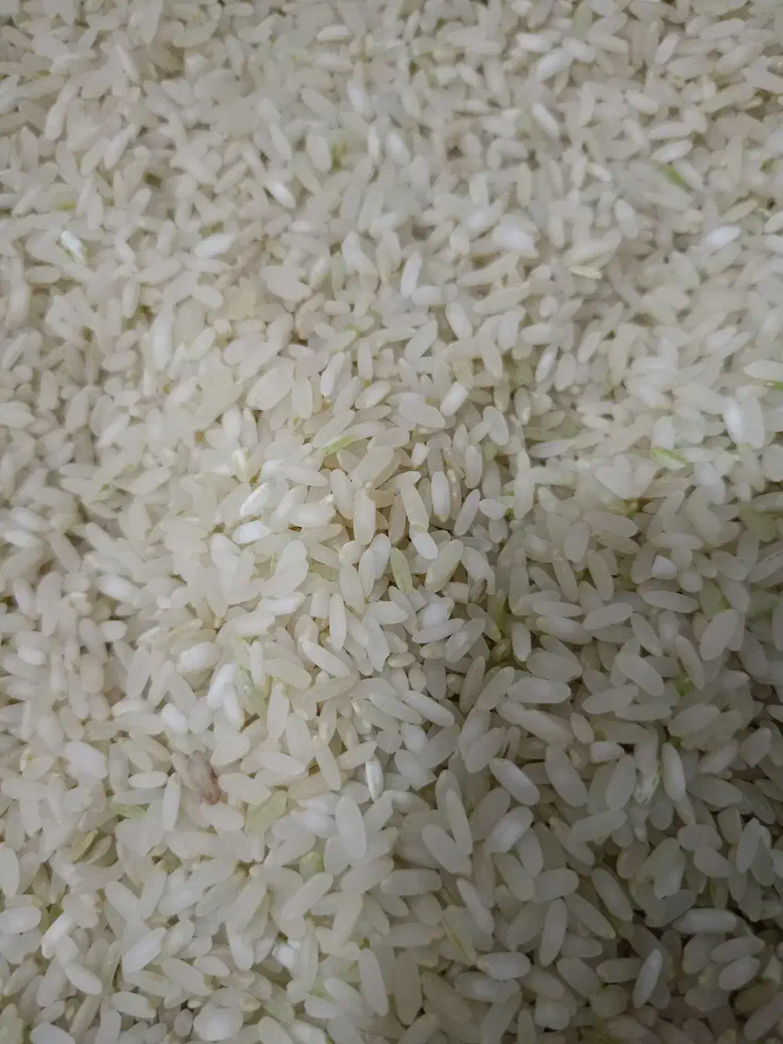 برنج کامفیروزی اعلا|خوردنی و آشامیدنی|شیراز, کیان شهر|دیوار