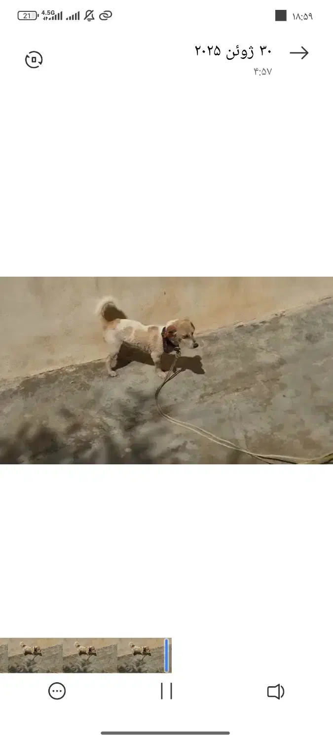 سگ فروش.|سگ|ثلاث باباجانی, |دیوار