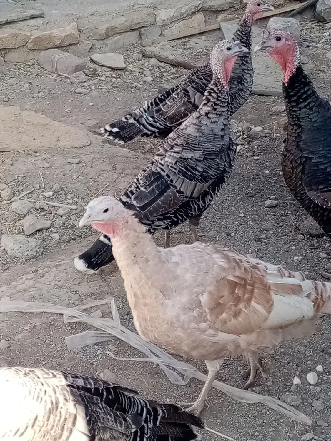 بوقلمون رسمی اصیل|حیوانات مزرعه|چهاردولی, |دیوار