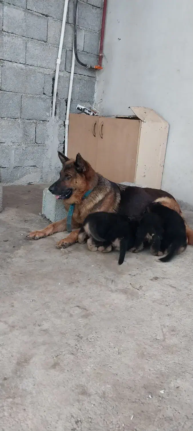 توله و سگ بالغ ژرمن شپرد اصیل و باهوش|سگ|تالش, تالش|دیوار