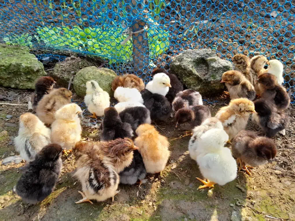 جوجه محلی اصیل گیل. عروس هلندی.خروس برهما|حیوانات مزرعه|رشت, شهرک احمد خمینی|دیوار