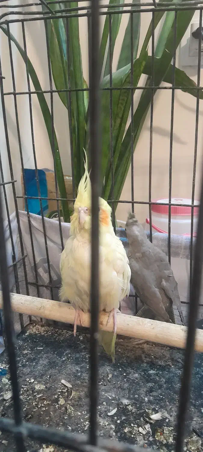 یه جفت طوطی مولد با جوجه سخنگو شش کلام|پرنده|تهران, جوادیه تهرانپارس|دیوار