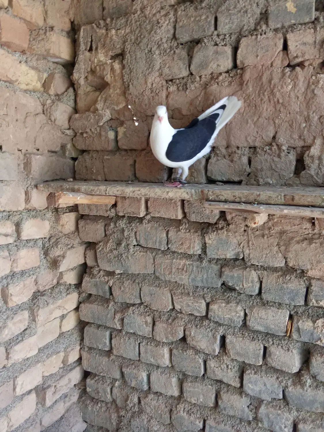 کفتر رنگه|پرنده|زهان, |دیوار