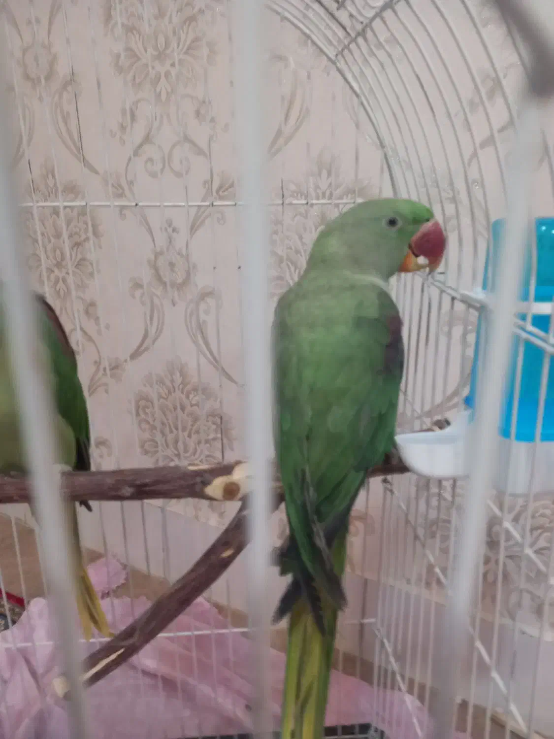 دوعدد طوطی اسکندر(شاه طوطی)|پرنده|خوی, |دیوار