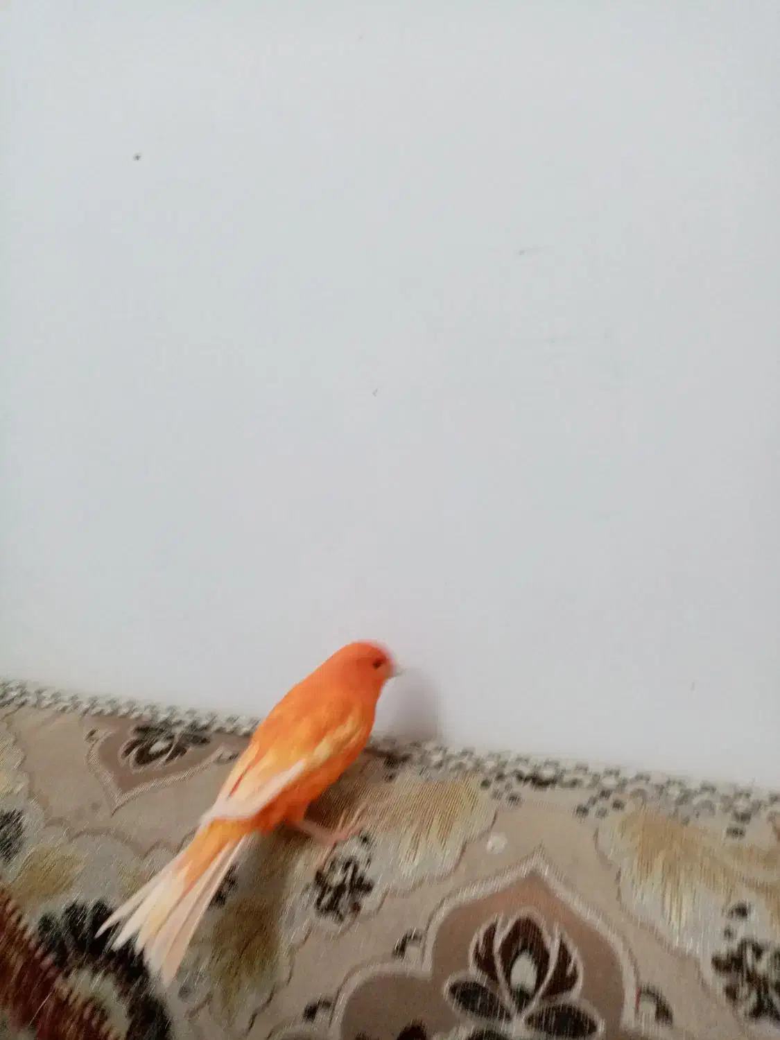 قناری سرخ|پرنده|شهرضا, |دیوار