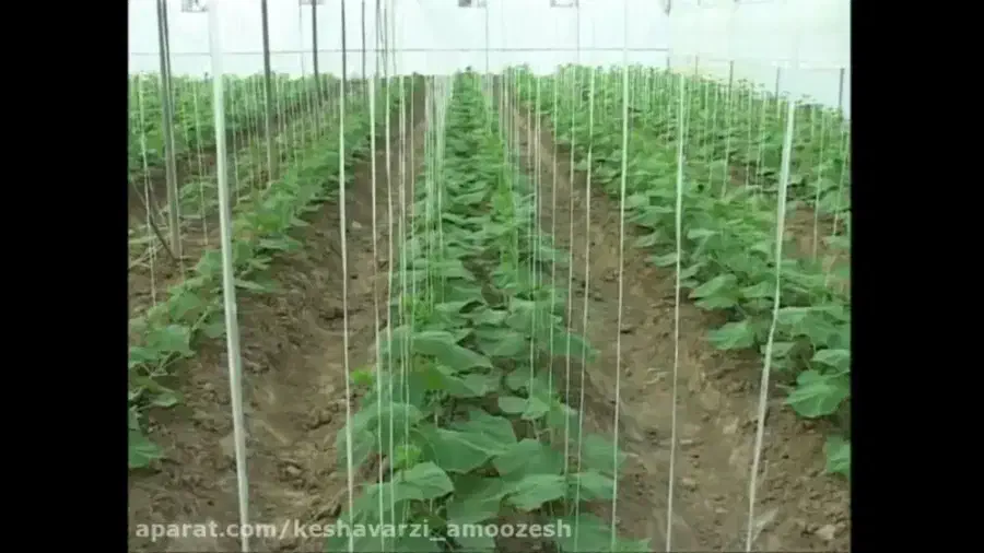 اجاره،واگذاری گلخانه‌ خیار آماده برای برداشت محصول|اجارهٔ دفتر صنعتی، کشاورزی، تجاری|خمین, |دیوار