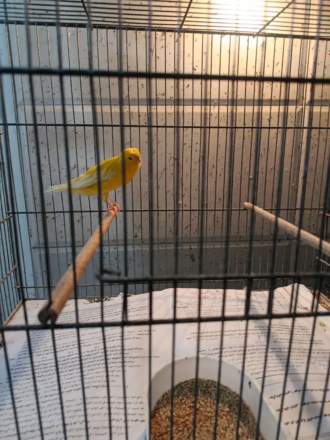 قناری|پرنده|قم, آذر (نکویی)|دیوار