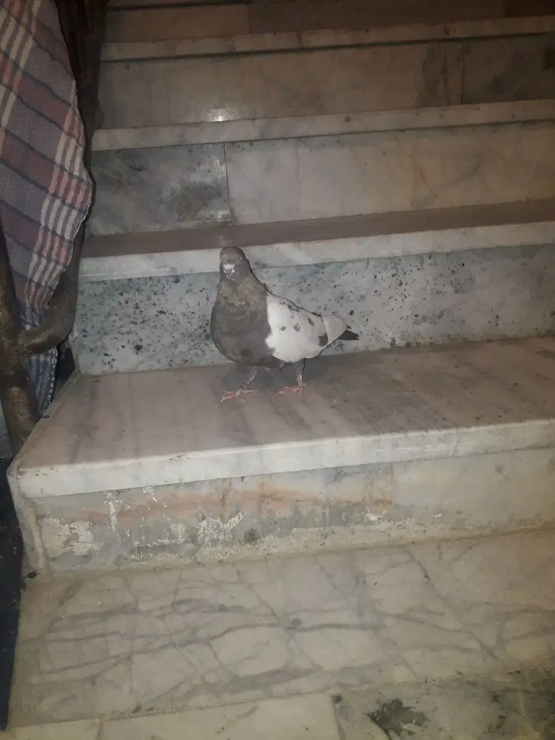 ماده سینه مشکی|پرنده|مشهد, شهرک مهرگان|دیوار