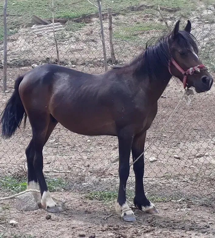 اسب گمشده|اسب و تجهیزات اسب‌سواری|مشهد, ویلاشهر|دیوار