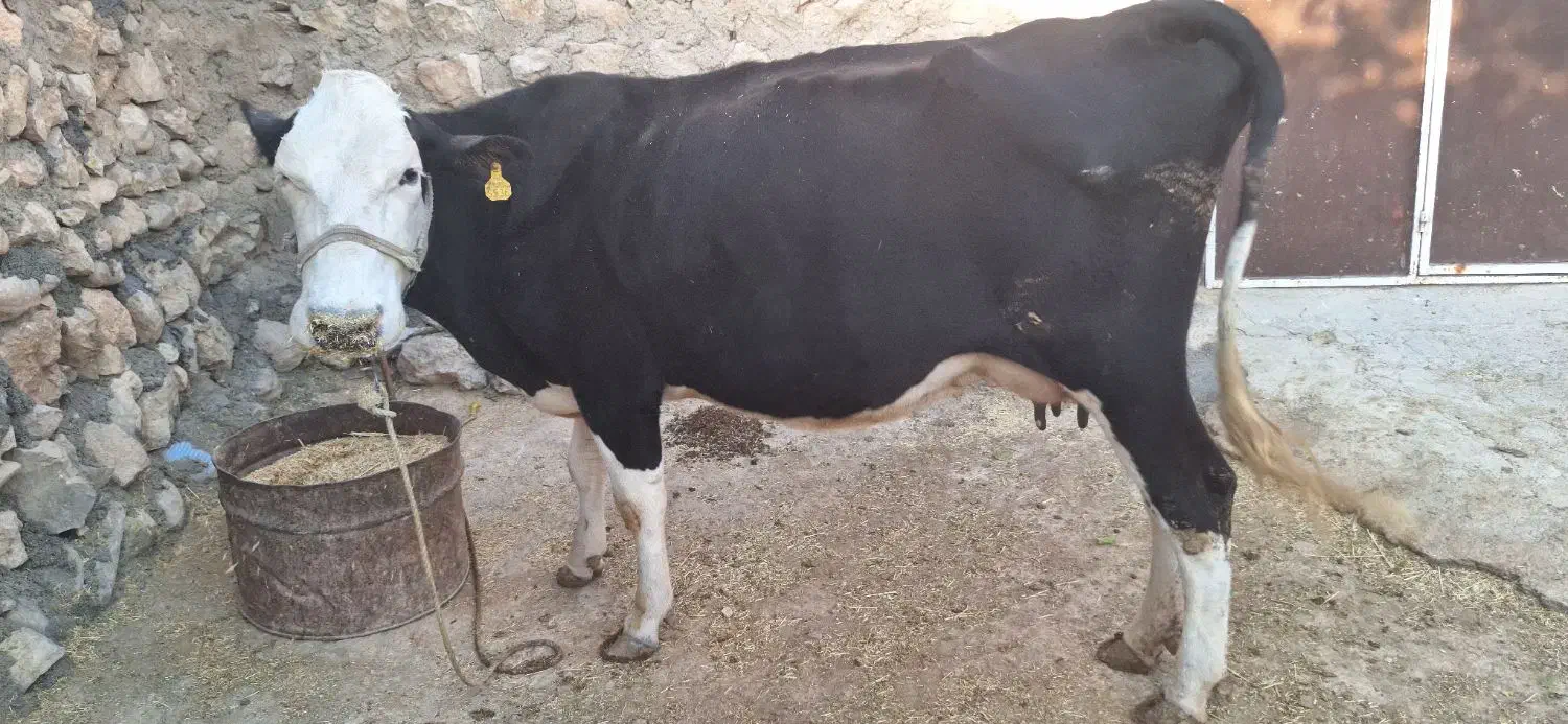 گاو گوساله|حیوانات مزرعه|کوهدشت, |دیوار