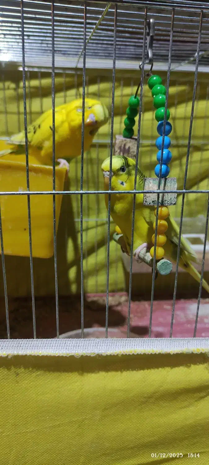 مرغ عشق هلندی با تمام وسایل|پرنده|شیراز, رکن‌آباد|دیوار