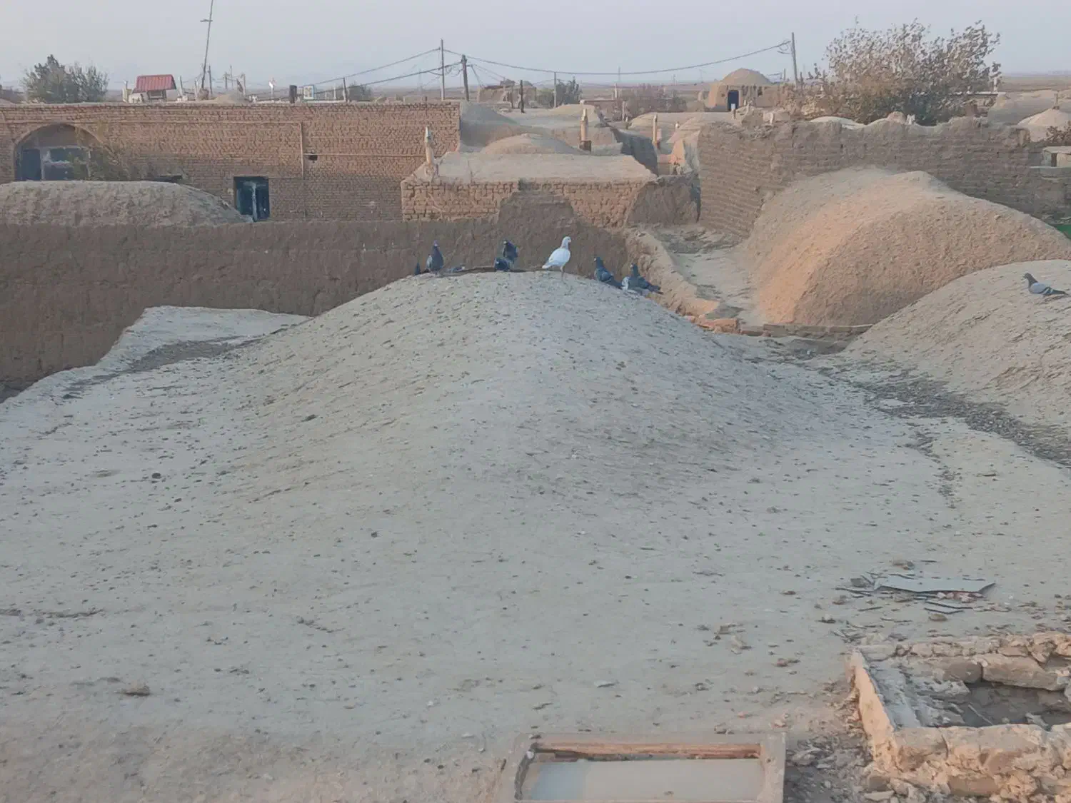 ۵۰ تا کفتر فروشی|پرنده|روداب, |دیوار