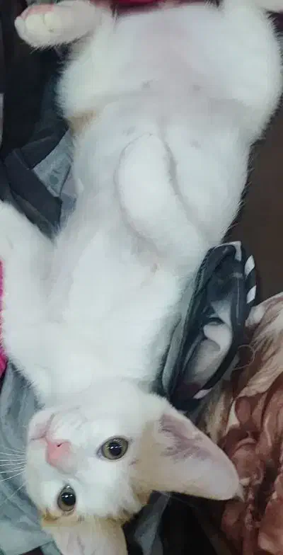 گربه|گربه|تهران, مشیریه|دیوار